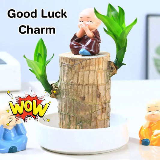 Lucky Brazil Wood Potted Plant | ⭐️⭐️⭐️⭐️ 4.9/5 Reviews