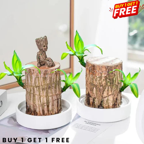 Lucky Brazil Wood Potted Plant | ⭐️⭐️⭐️⭐️ 4.9/5 Reviews