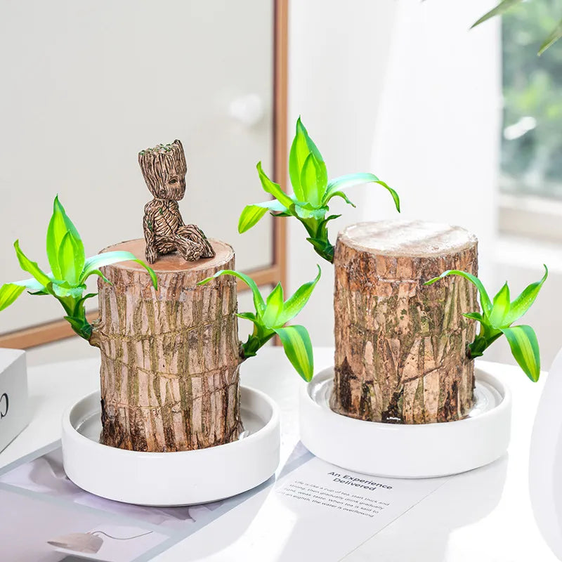 Lucky Brazil Wood Potted Plant | ⭐️⭐️⭐️⭐️ 4.9/5 Reviews