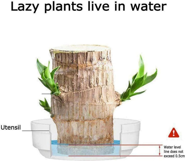 😌Lucky Brazil Wood Potted Plant ⭐️⭐️⭐️⭐️ 4.8/5 Reviews