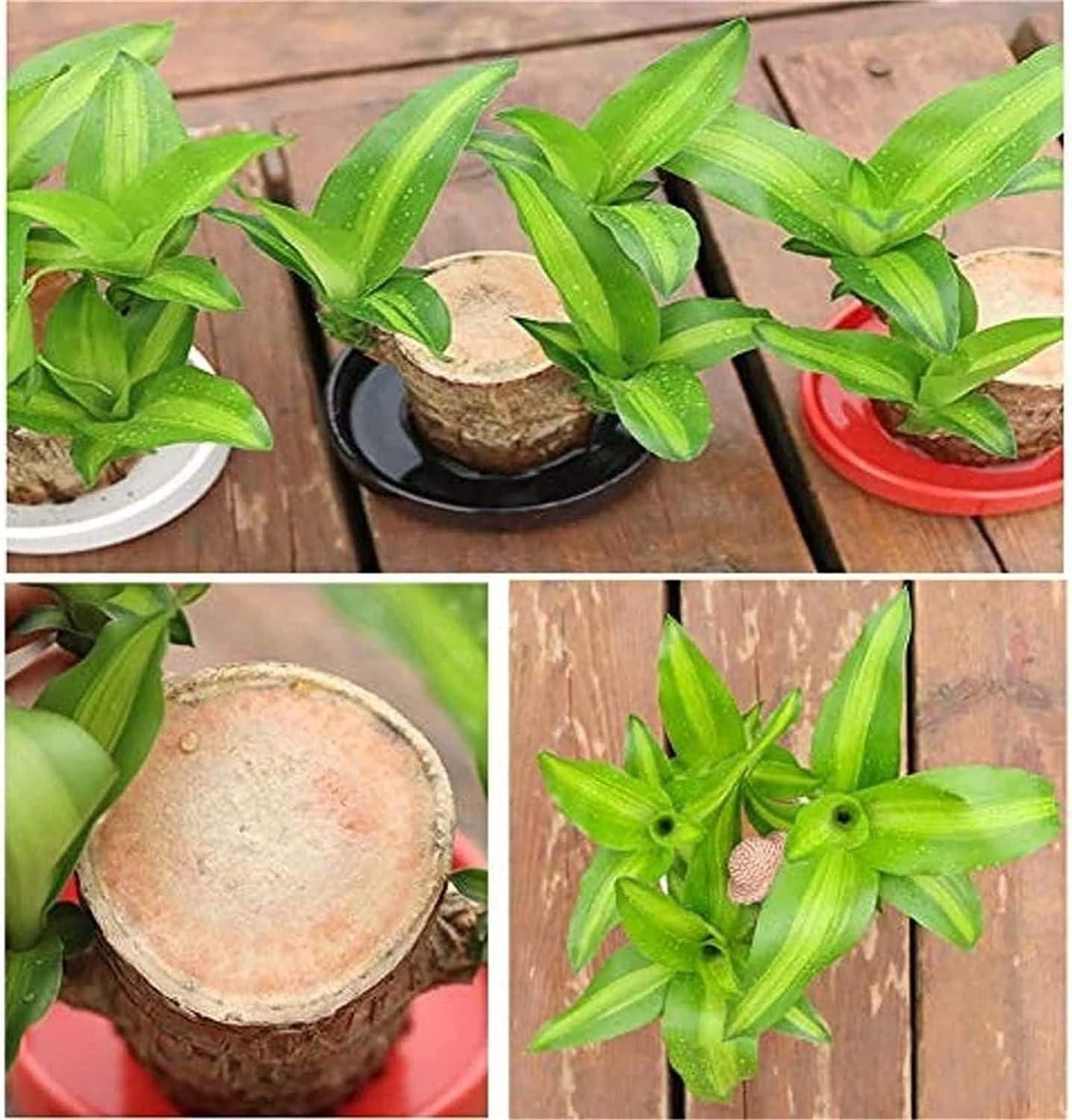 😌Lucky Brazil Wood Potted Plant ⭐️⭐️⭐️⭐️ 4.8/5 Reviews