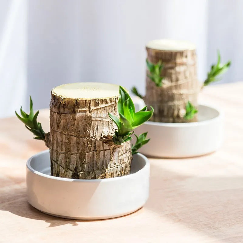 Lucky Brazil Wood Potted Plant | ⭐️⭐️⭐️⭐️ 4.9/5 Reviews