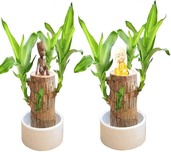 😌Lucky Brazil Wood Potted Plant ⭐️⭐️⭐️⭐️ 4.8/5 Reviews